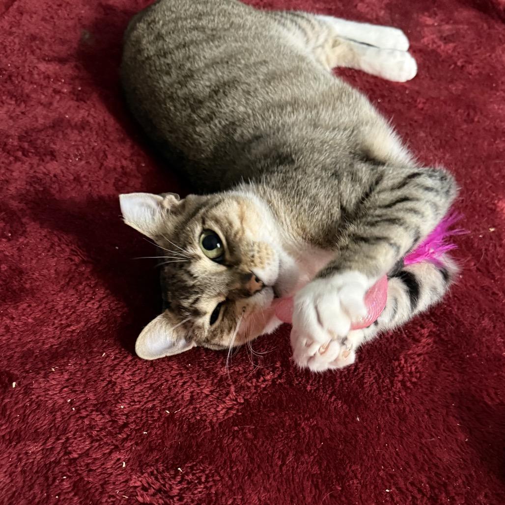Lolita, Adoptable, Young Female Domestic Short Hair.