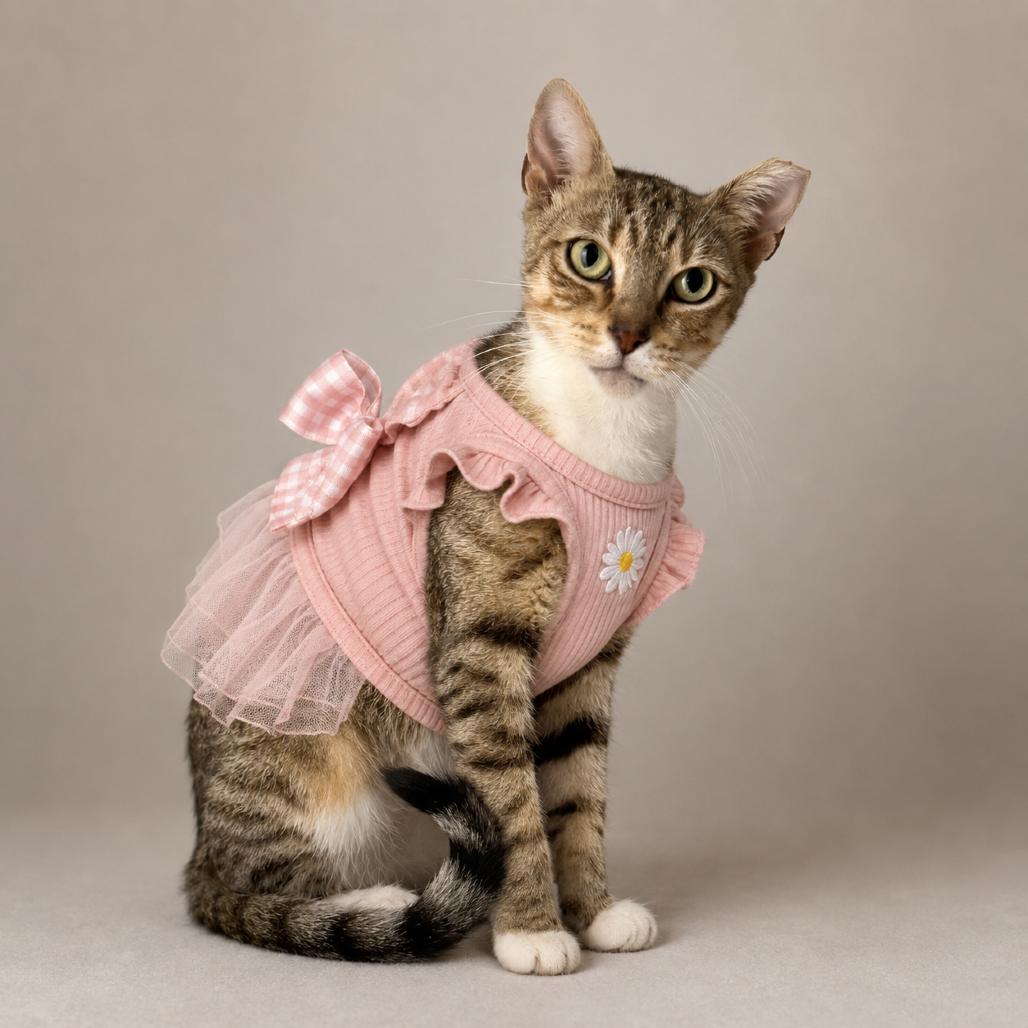 Enlarge Lolita, a Adoptable Domestic Short Hair in Miami, FL image 3/3