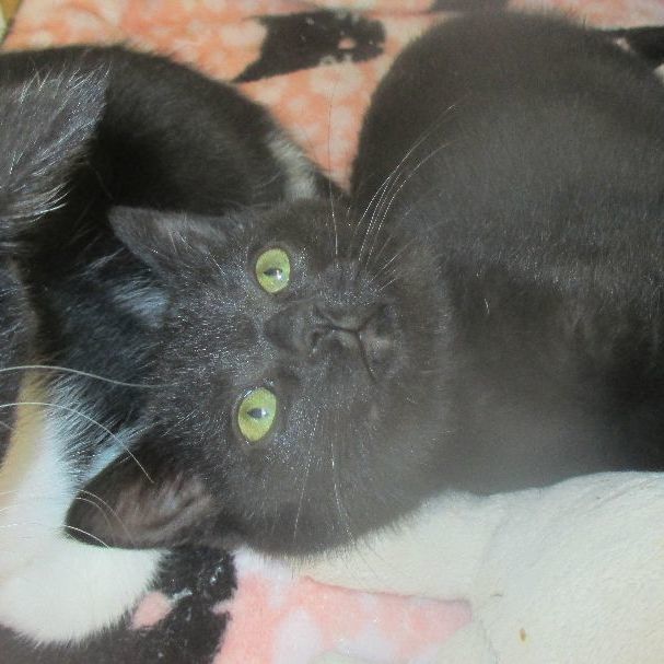 Blackie 4
