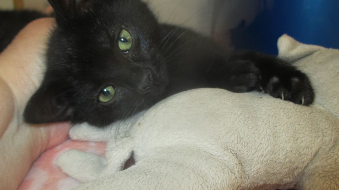 Blackie