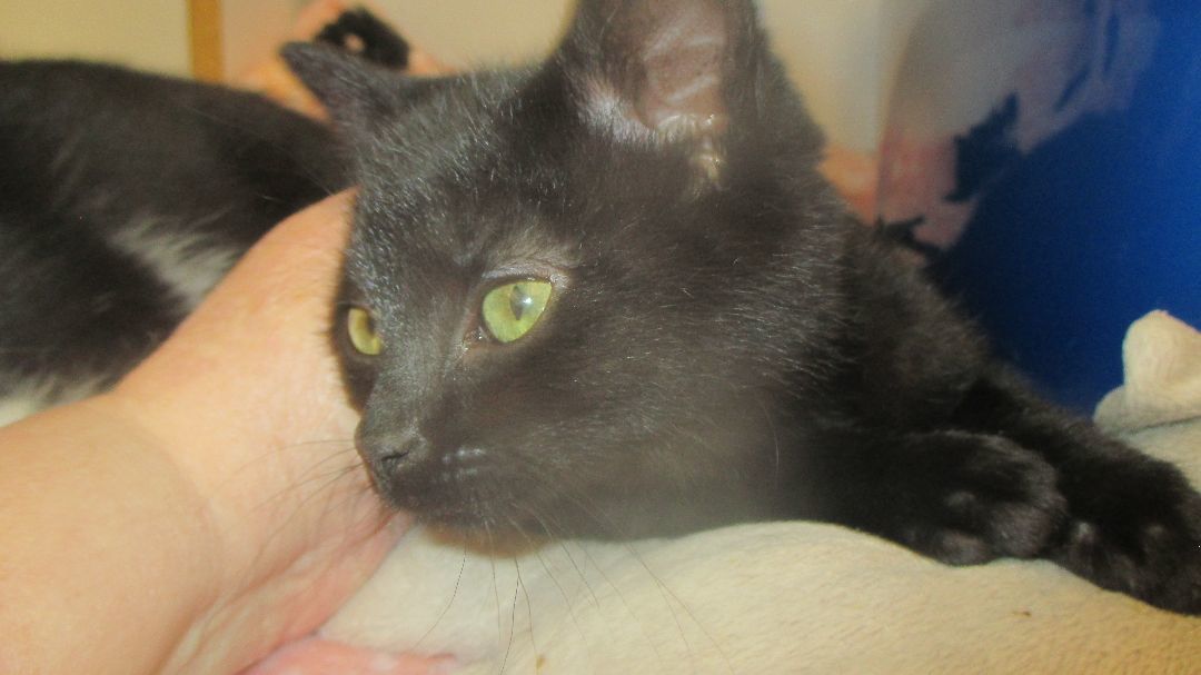 Blackie 6