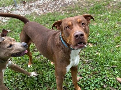 Chorizo, Adoptable, Adult Male American Bulldog & Mixed Breed.
