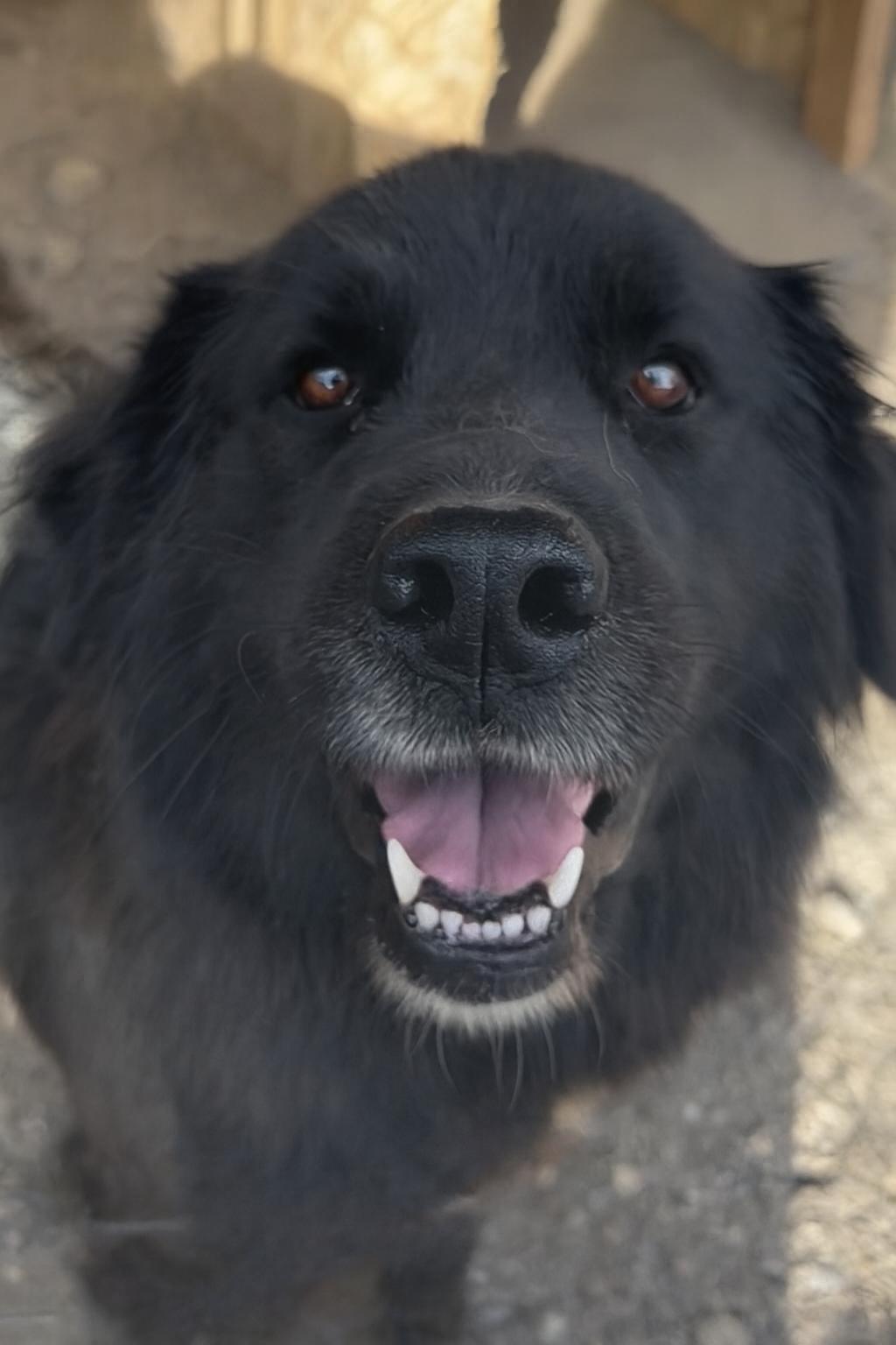 Enlarge Sadie, a ADOPTABLE Newfoundland Dog in Colville , WA image 2/2