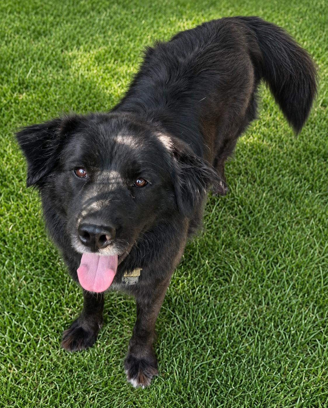 Enlarge Sadie, a ADOPTABLE Newfoundland Dog in Colville , WA image 1/2