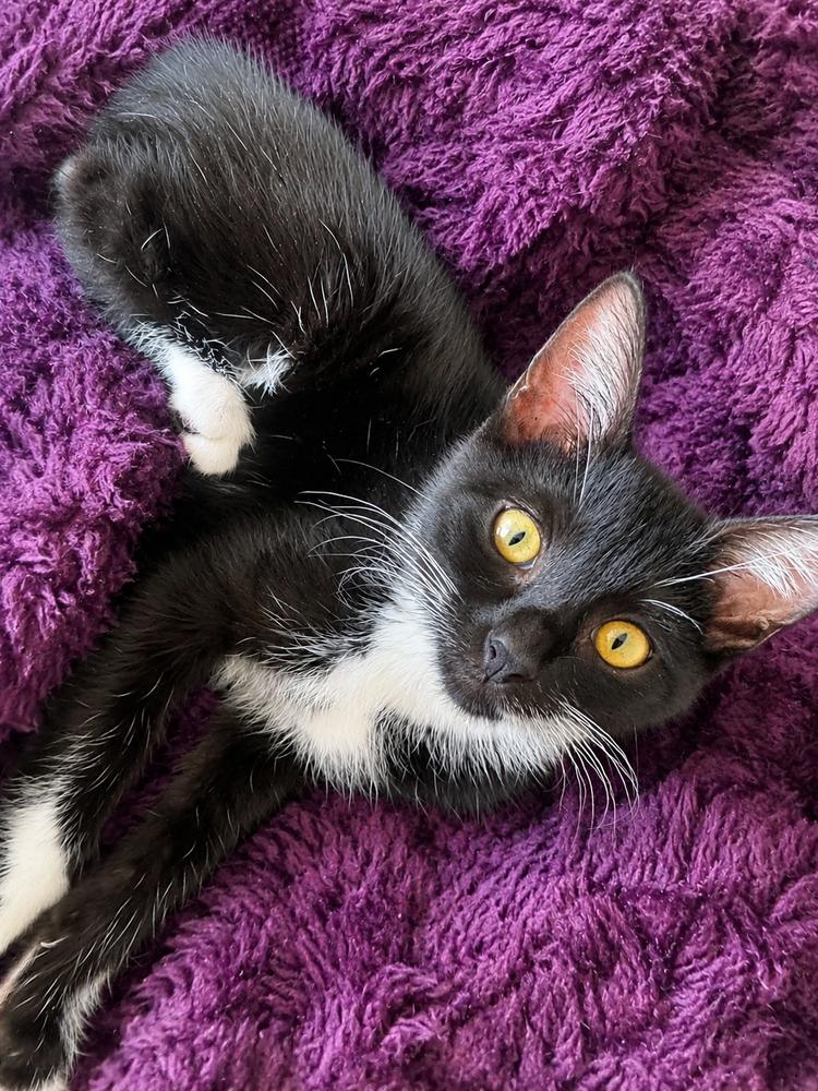 Enlarge Beatrice, a Adoptable Domestic Short Hair in Homer Glen, IL image 1/1