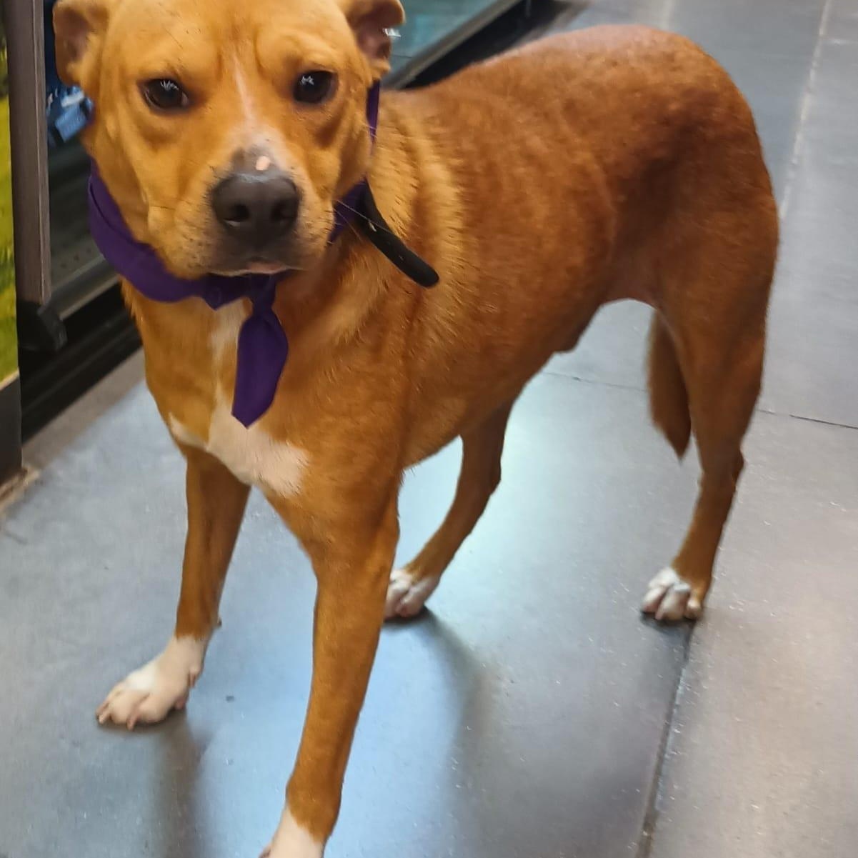 Enlarge Leon, a ADOPTABLE American Staffordshire Terrier in San Diego, CA image 4/5