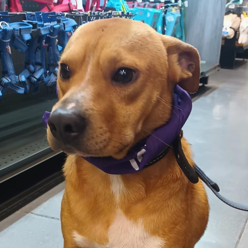 Enlarge Leon, a ADOPTABLE American Staffordshire Terrier in San Diego, CA image 2/5