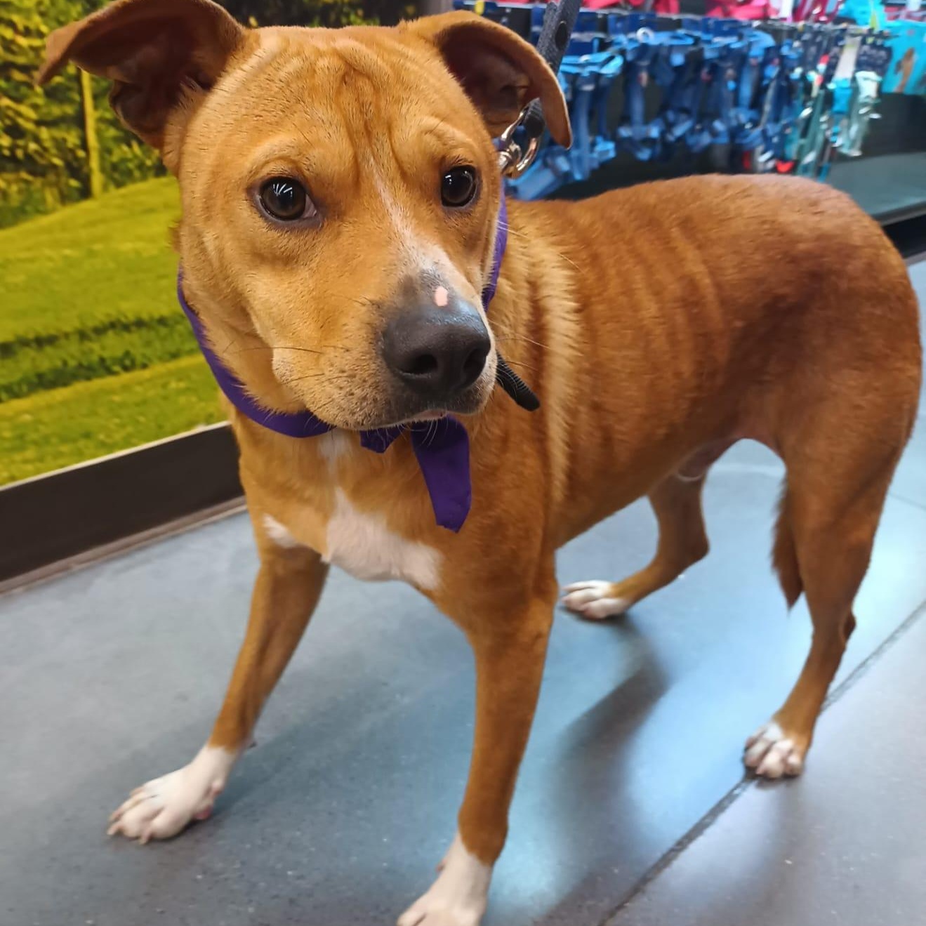 Leon, ADOPTABLE, Young Male American Staffordshire Terrier.