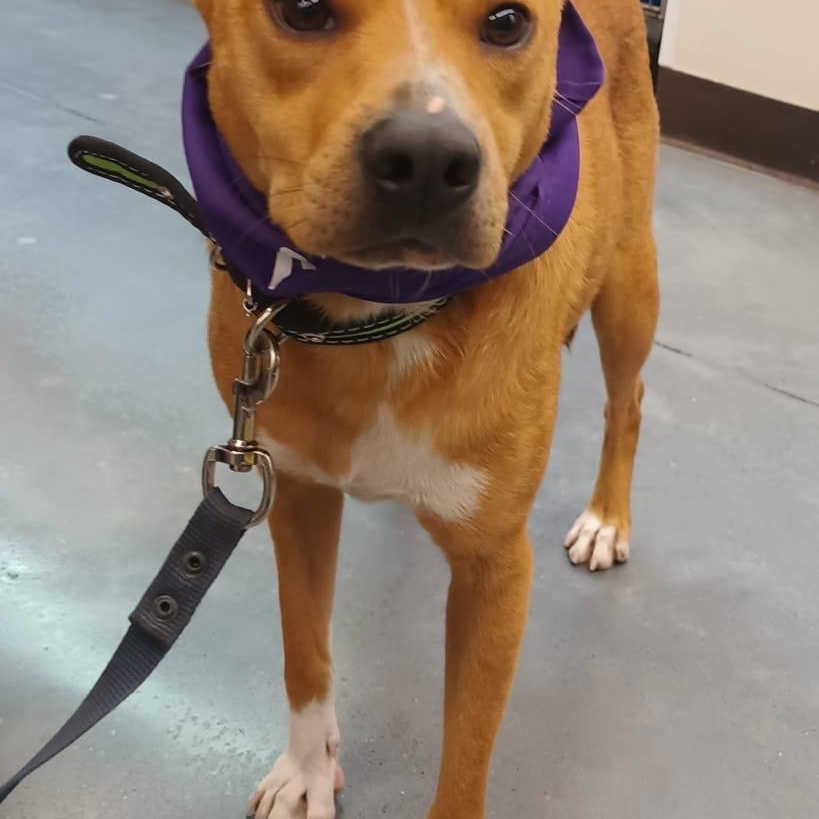 Enlarge Leon, a ADOPTABLE American Staffordshire Terrier in San Diego, CA image 3/5