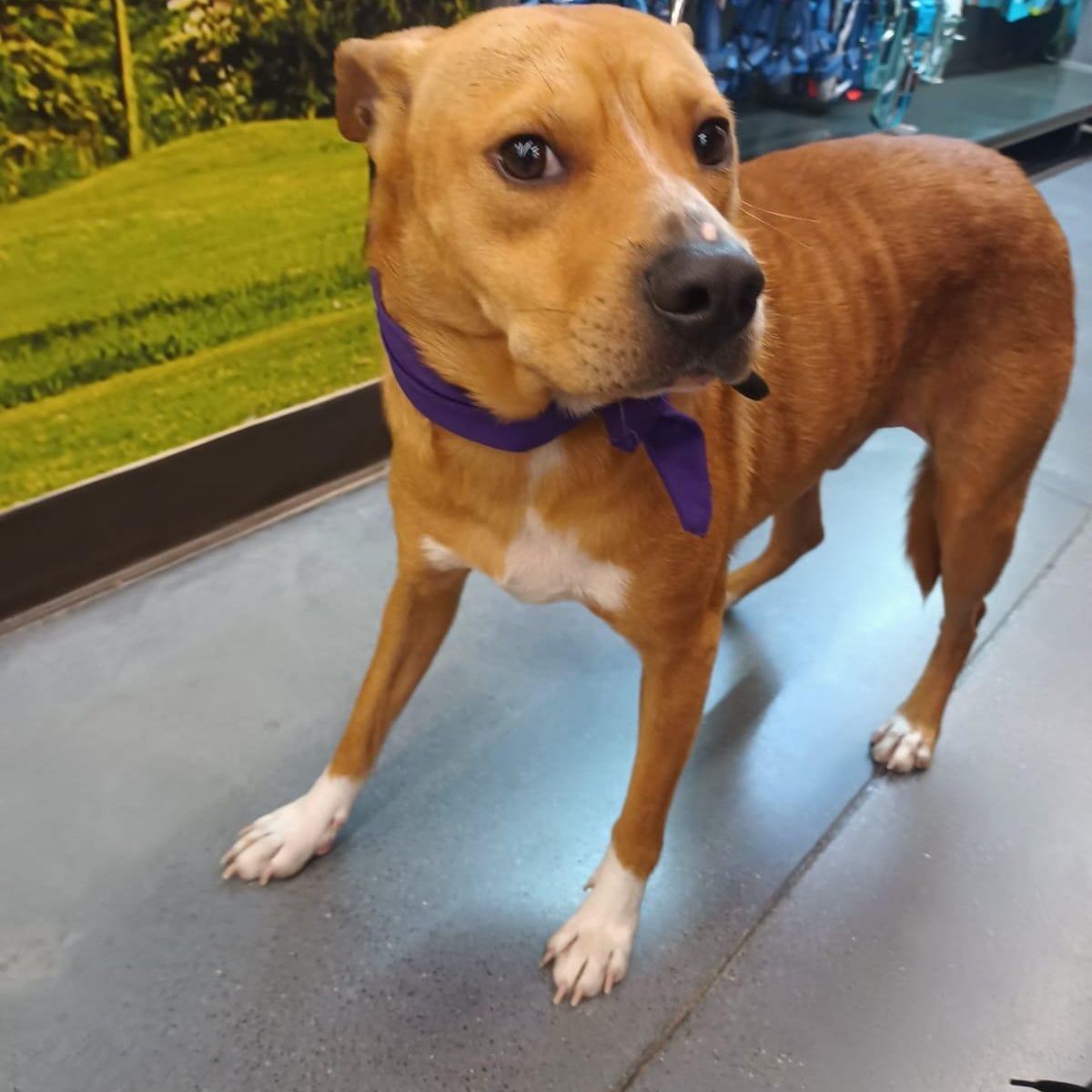 Enlarge Leon, a ADOPTABLE American Staffordshire Terrier in San Diego, CA image 5/5
