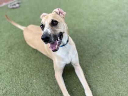 Azure, Adoptable, Adult Male Anatolian Shepherd & Mixed Breed.