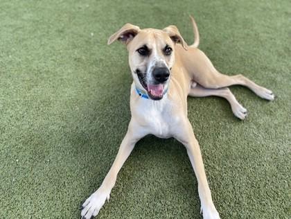 Enlarge Azure, a Adoptable mixed breed in Phoenix, AZ image 2/3