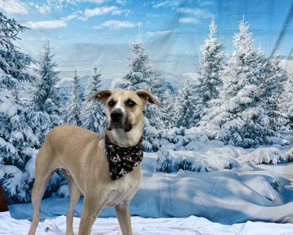 Enlarge Azure, a Adoptable mixed breed in Phoenix, AZ image 3/3