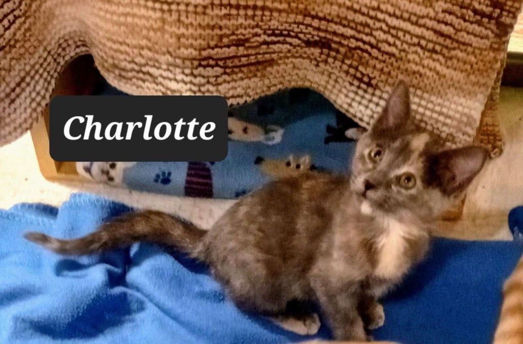 Charlotte, Adoptable, Kitten Female Domestic Short Hair.