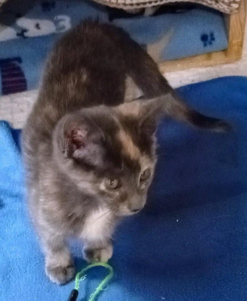 Enlarge Charlotte, a Adoptable mixed breed in Buffalo, MO image 2/2