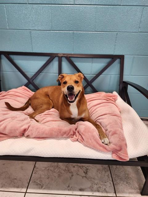 CHARLIE BROWN, Adoptable, Adult Male Labrador Retriever & Mixed Breed.