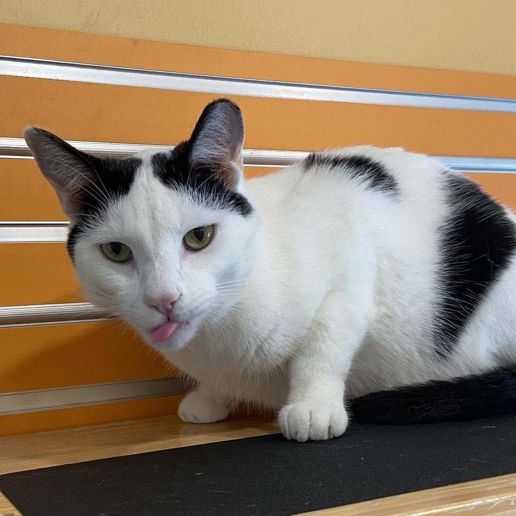 Larry, Adoptable, Adult Male Domestic Short Hair.