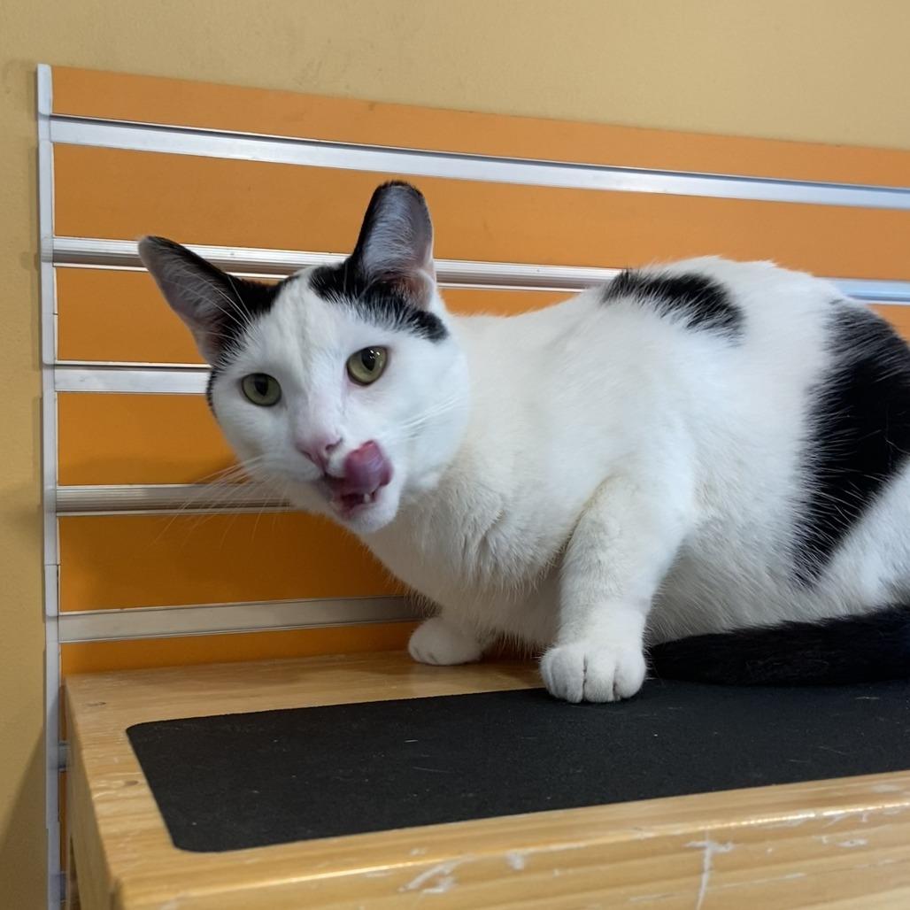 Larry, a Adoptable Domestic Short Hair in Washington Township, OH image 2/6