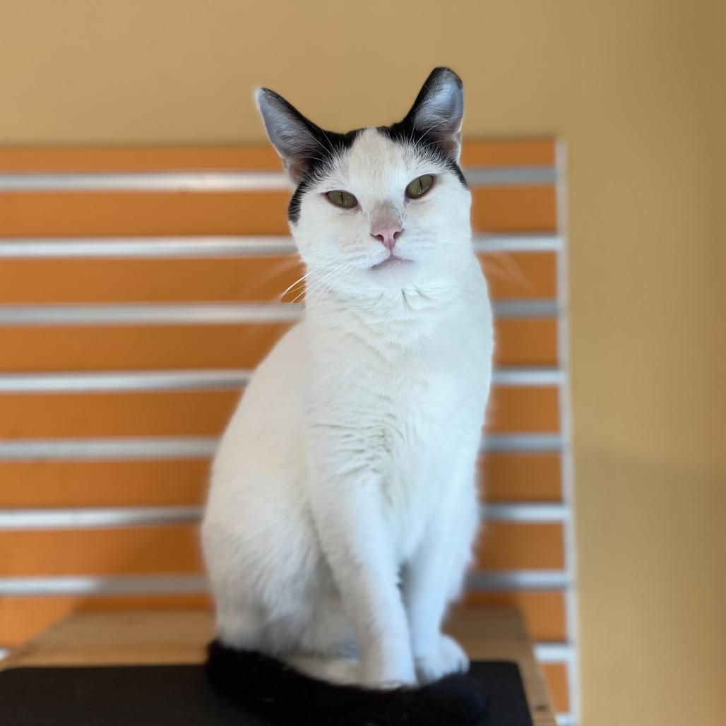 Larry, a Adoptable Domestic Short Hair in Washington Township, OH image 3/6