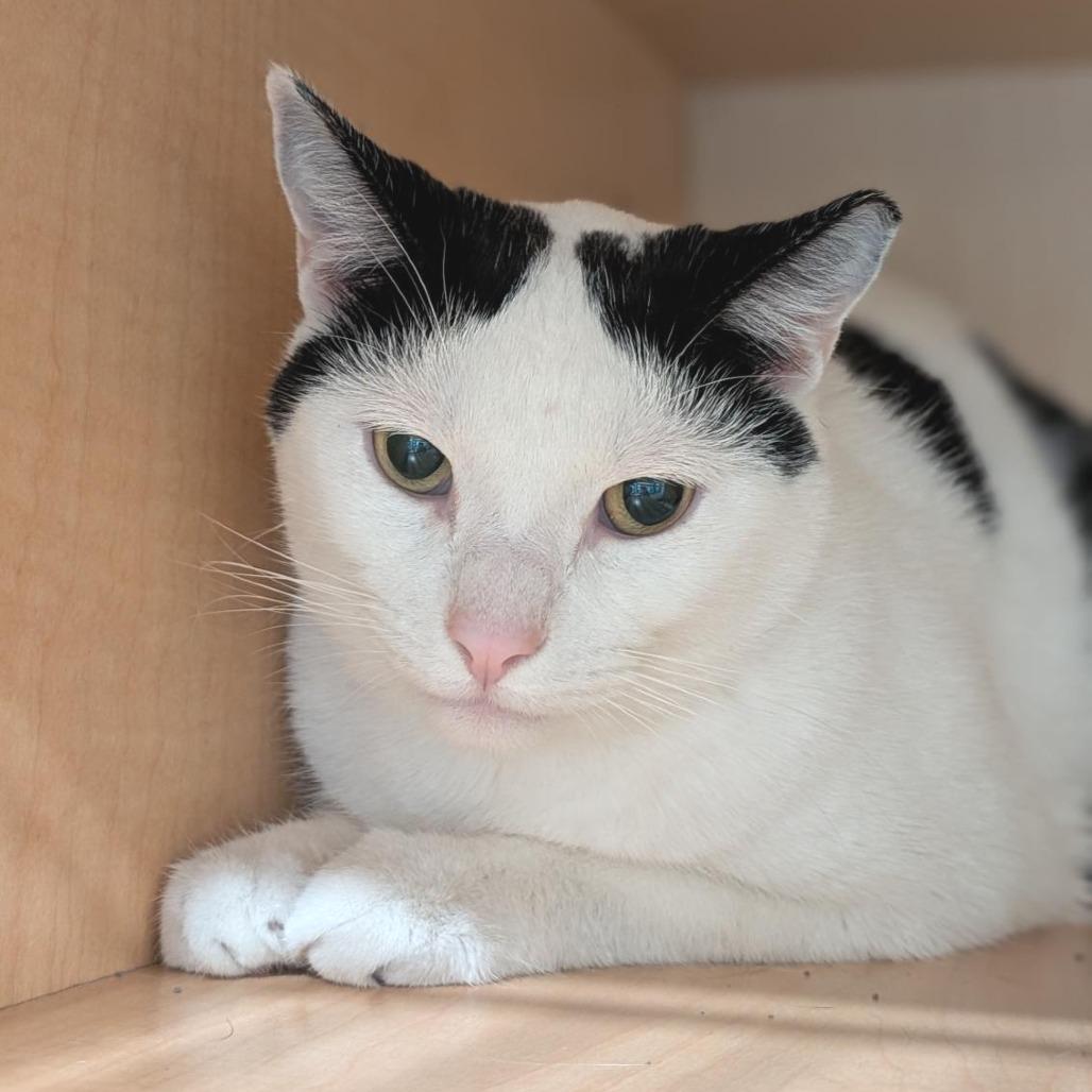 Larry, a Adoptable Domestic Short Hair in Washington Township, OH image 4/6