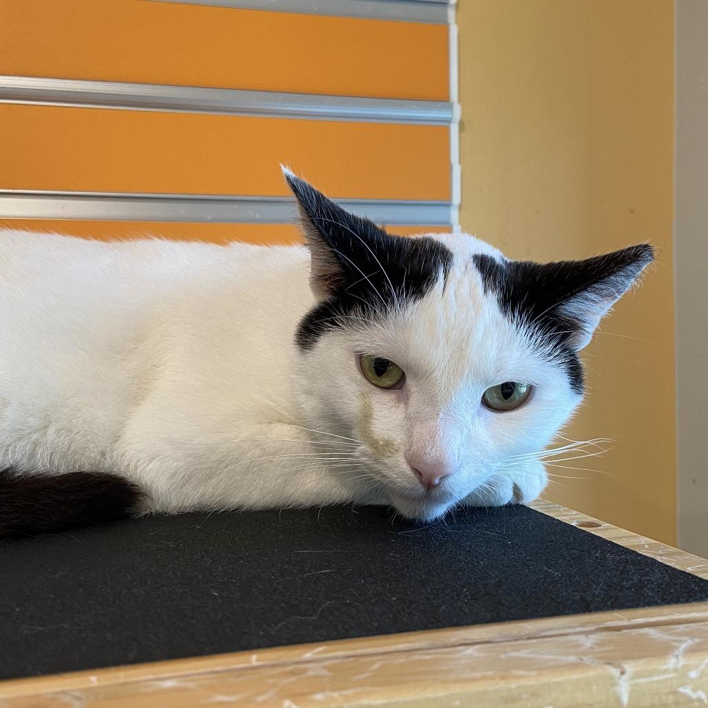 Larry, a Adoptable Domestic Short Hair in Washington Township, OH image 5/6
