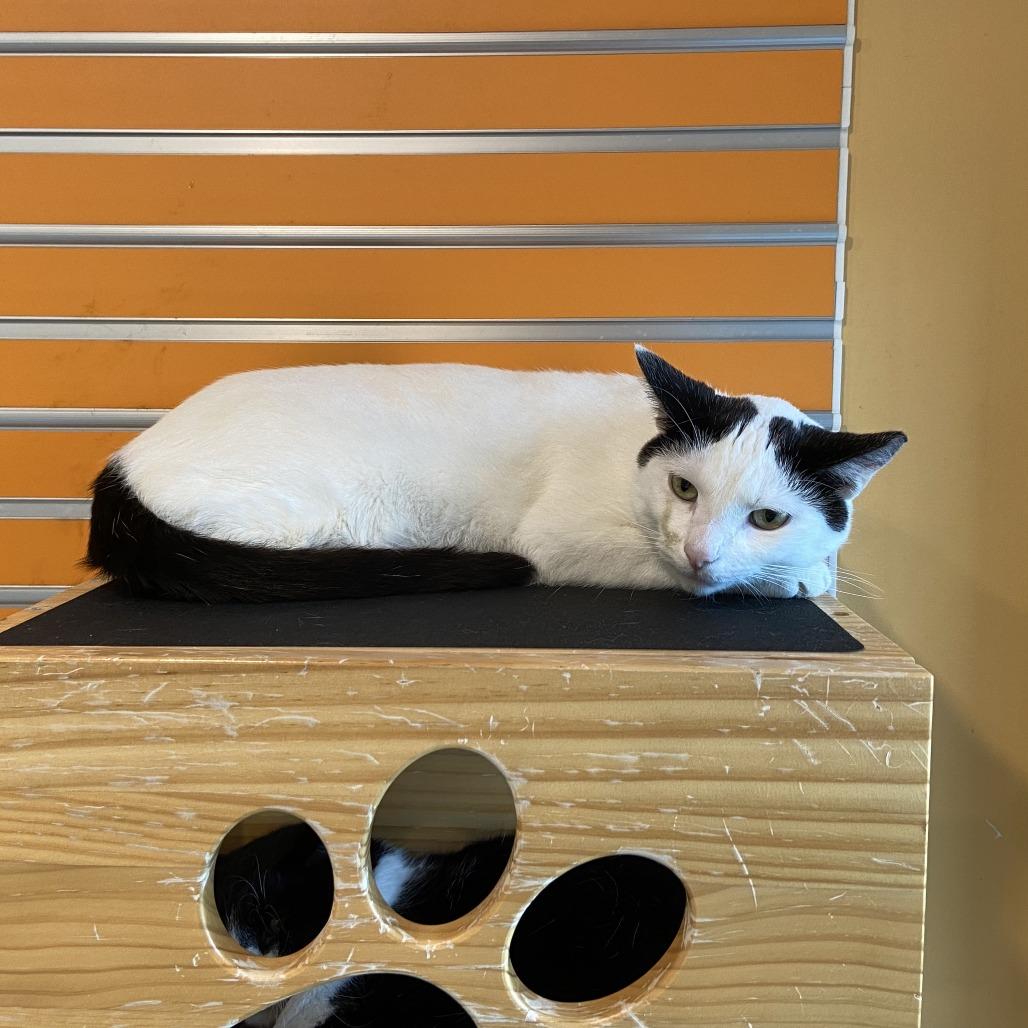 Larry, a Adoptable Domestic Short Hair in Washington Township, OH image 6/6