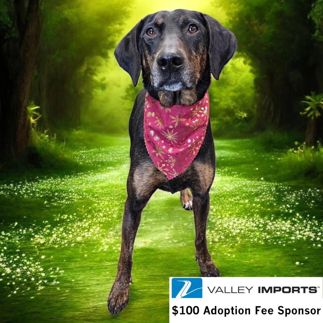 Enlarge Anthony Edwards, a Adoptable Hound in Fargo, ND image 2/3