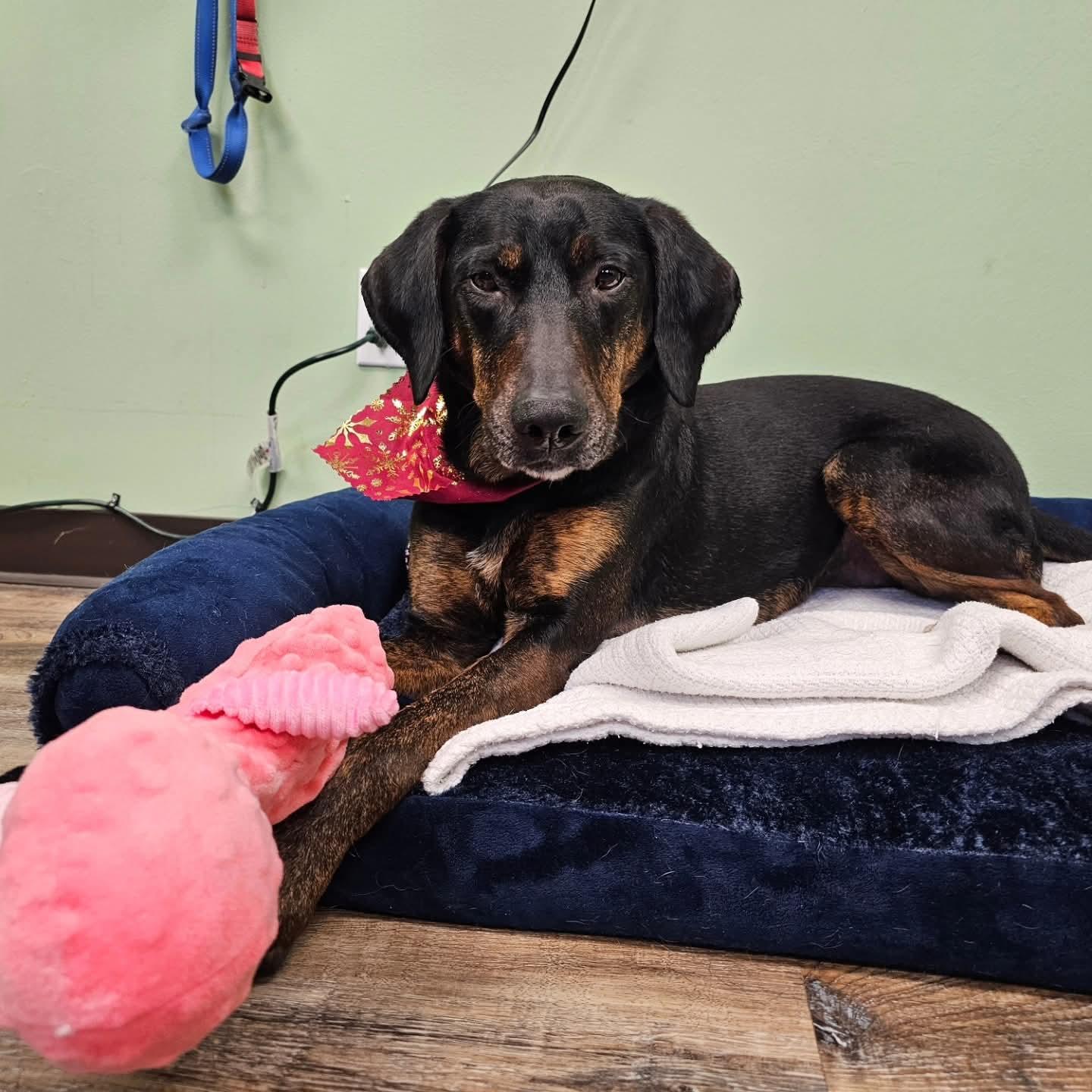 Enlarge Anthony Edwards, a Adoptable Hound in Fargo, ND image 3/3