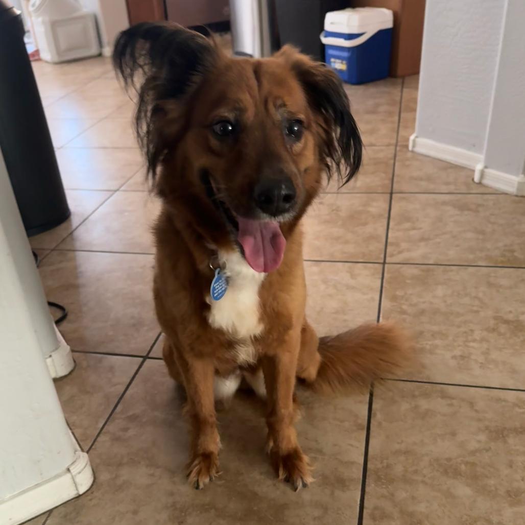 Sonia, a Adoptable mixed breed in Apache Junction, AZ image 1/6