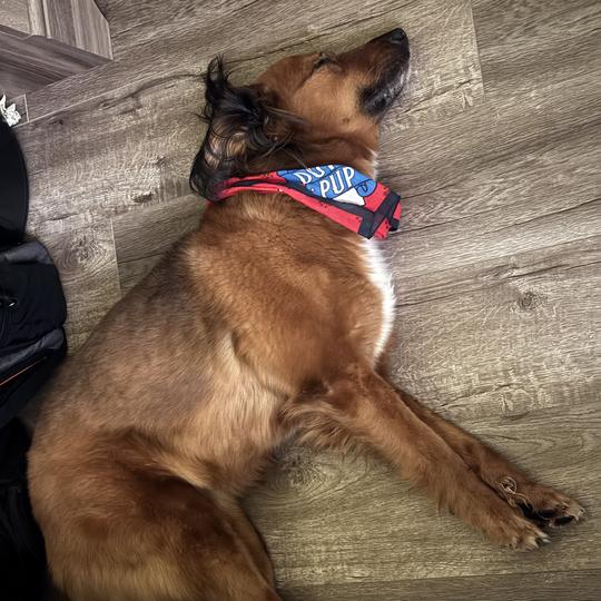 Sonia, a Adoptable mixed breed in Apache Junction, AZ image 2/6