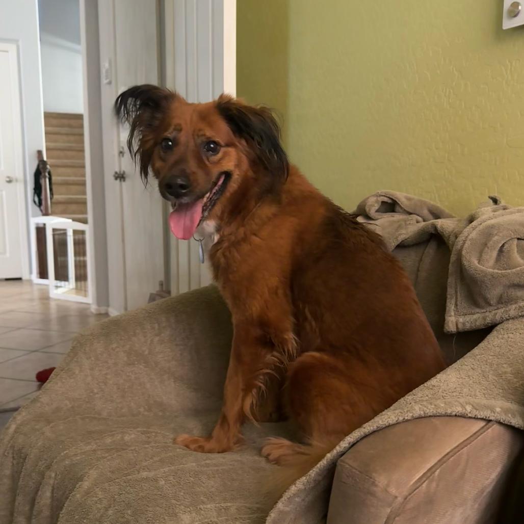 Sonia, a Adoptable mixed breed in Apache Junction, AZ image 3/6