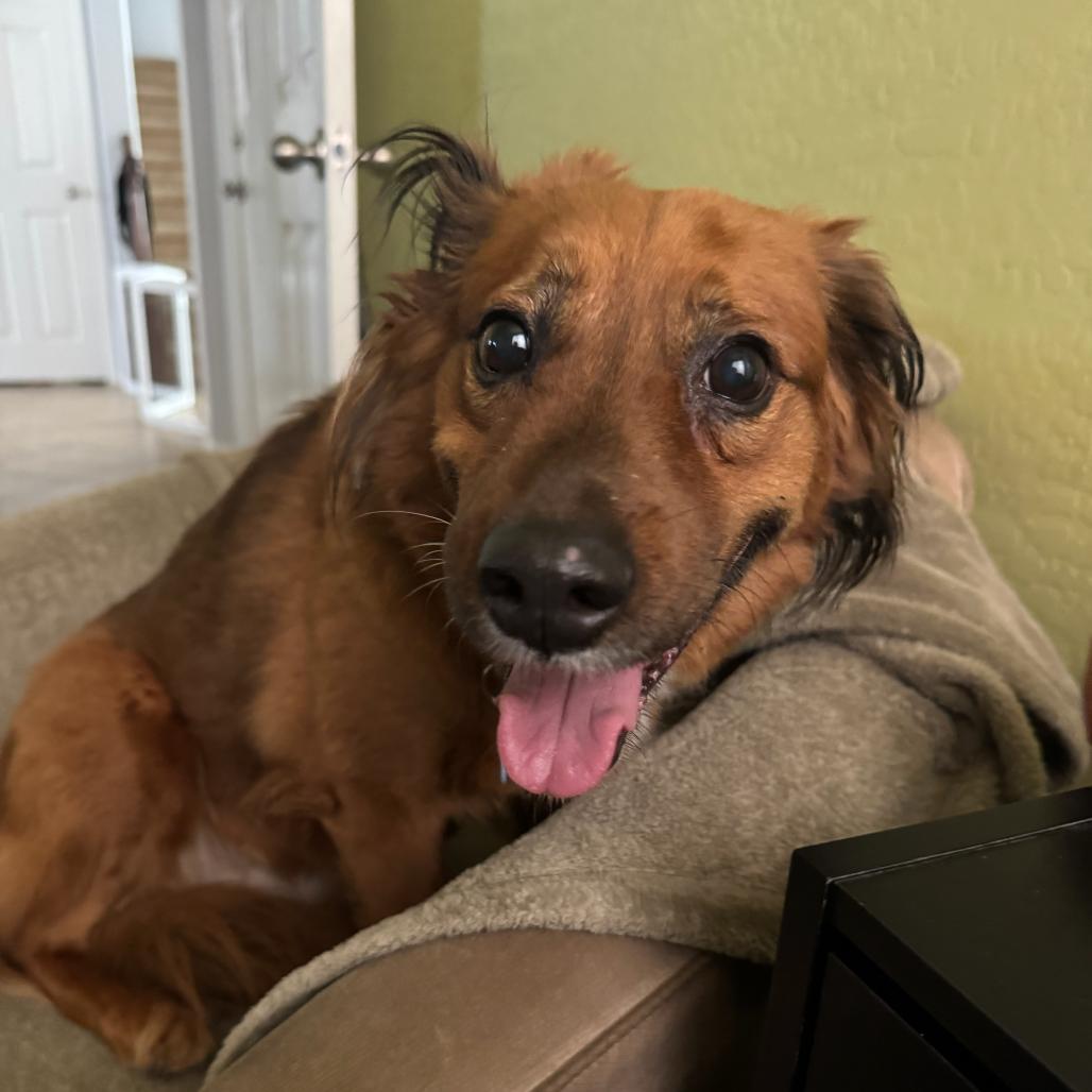 Sonia, a Adoptable mixed breed in Apache Junction, AZ image 4/6