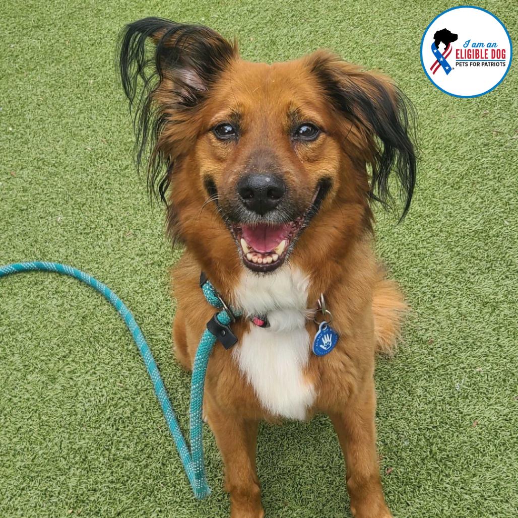 Sonia, a Adoptable mixed breed in Apache Junction, AZ image 5/6