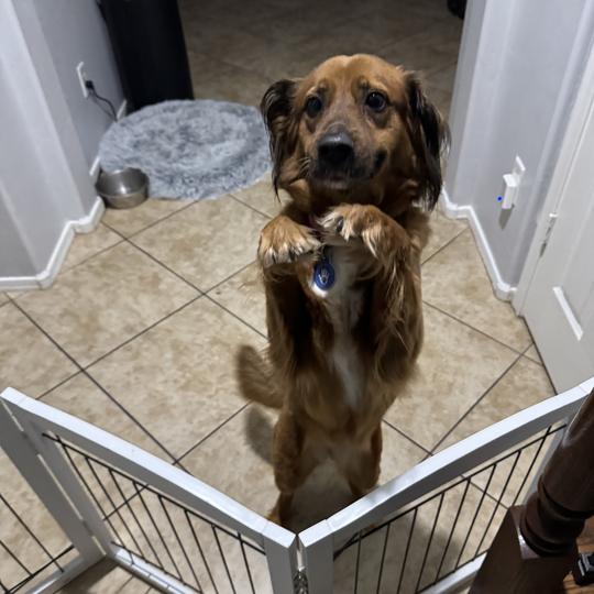 Sonia, a Adoptable mixed breed in Apache Junction, AZ image 6/6