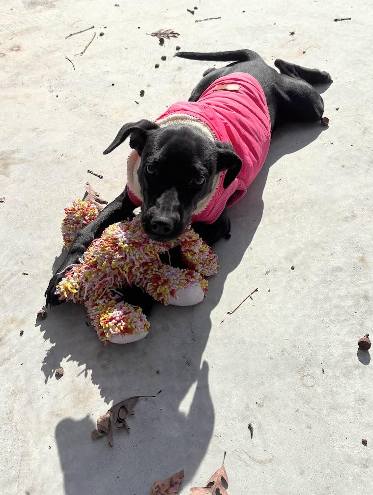 Enlarge Pupkin (25-D0511), an adopted Mixed Breed in Laurinburg, NC image 2/2