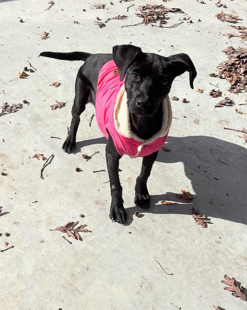 Pupkin (25-D0511), ADOPTABLE, Young Female Mixed Breed.