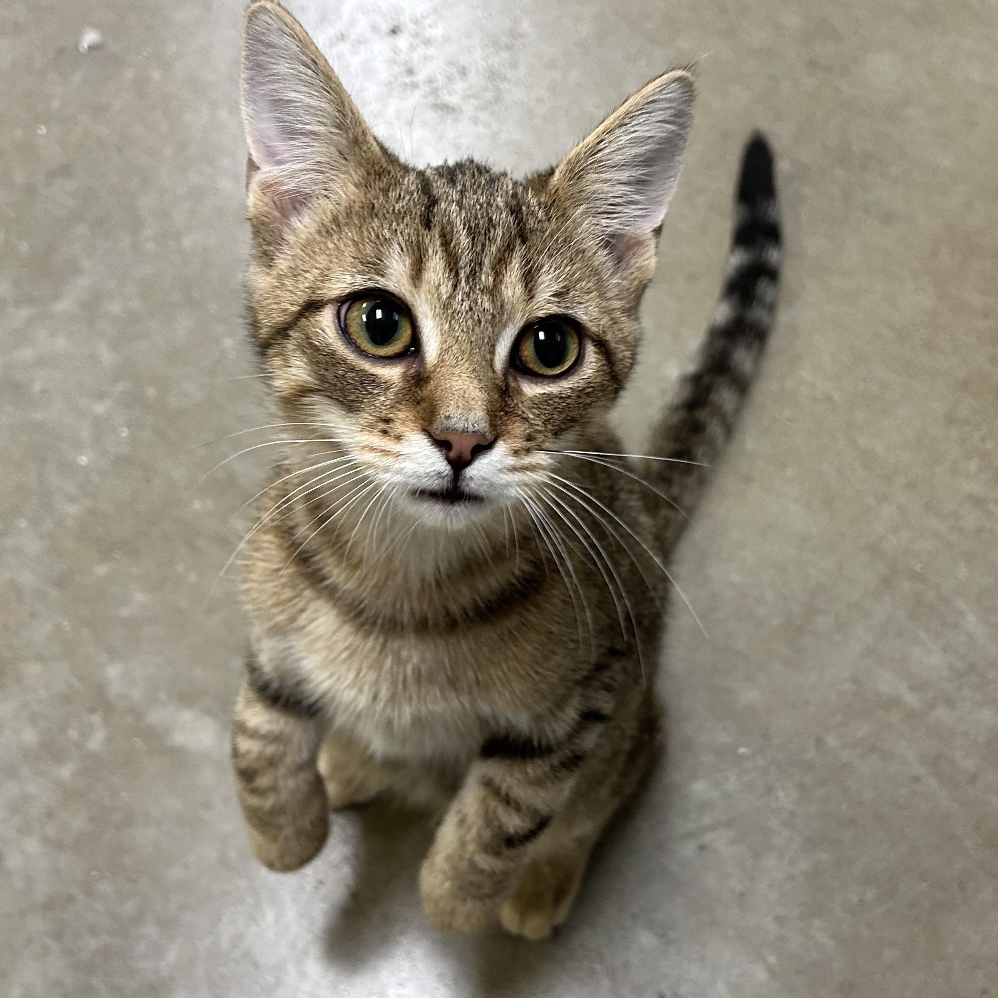 CLARK, a Adoptable mixed breed in Wilmington, OH image 1/2