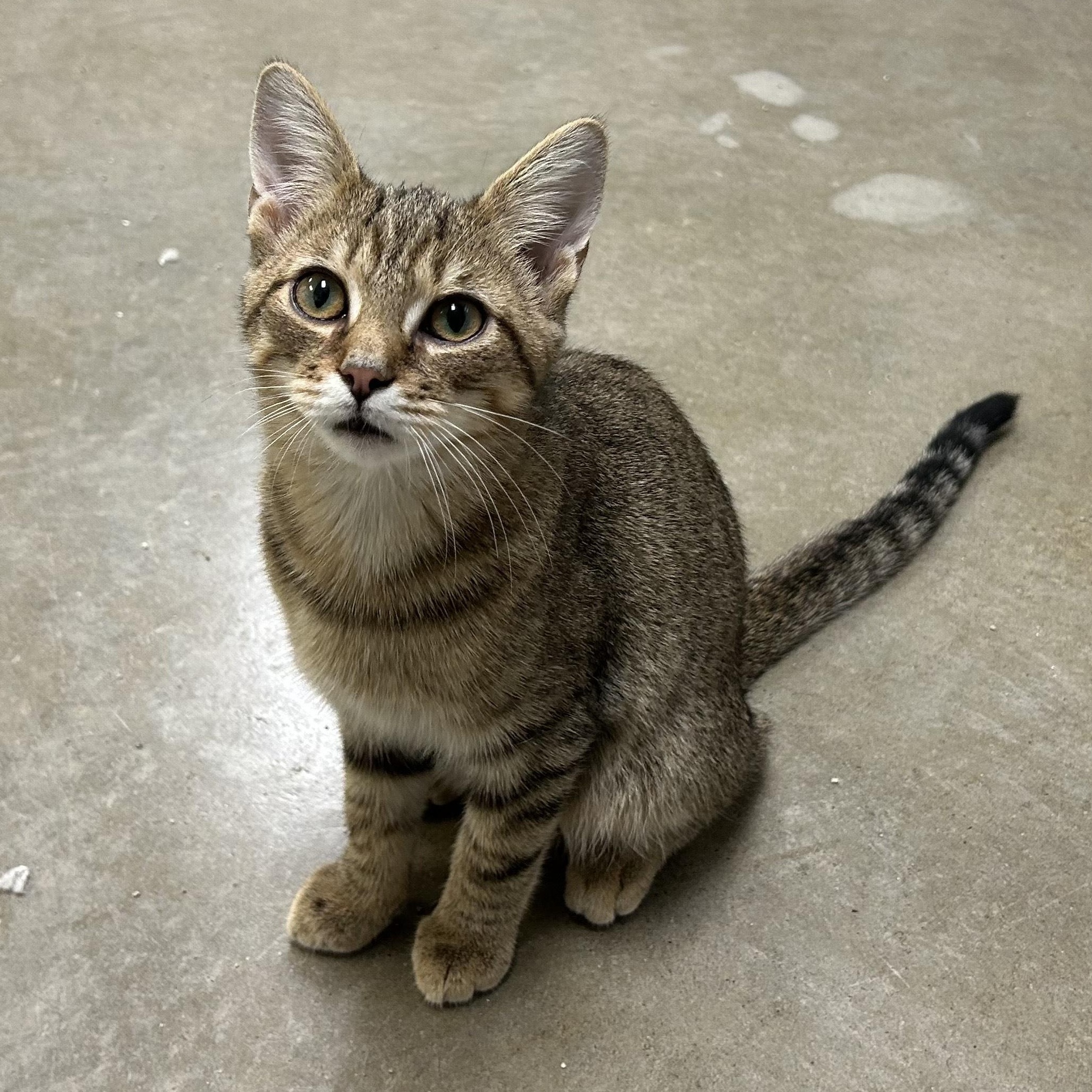 CLARK, a Adoptable mixed breed in Wilmington, OH image 2/2