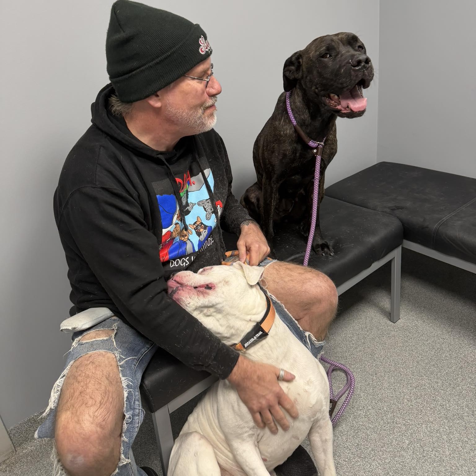 Enlarge Cuddles, a ADOPTABLE mixed breed in Plainfield, IL image 2/6