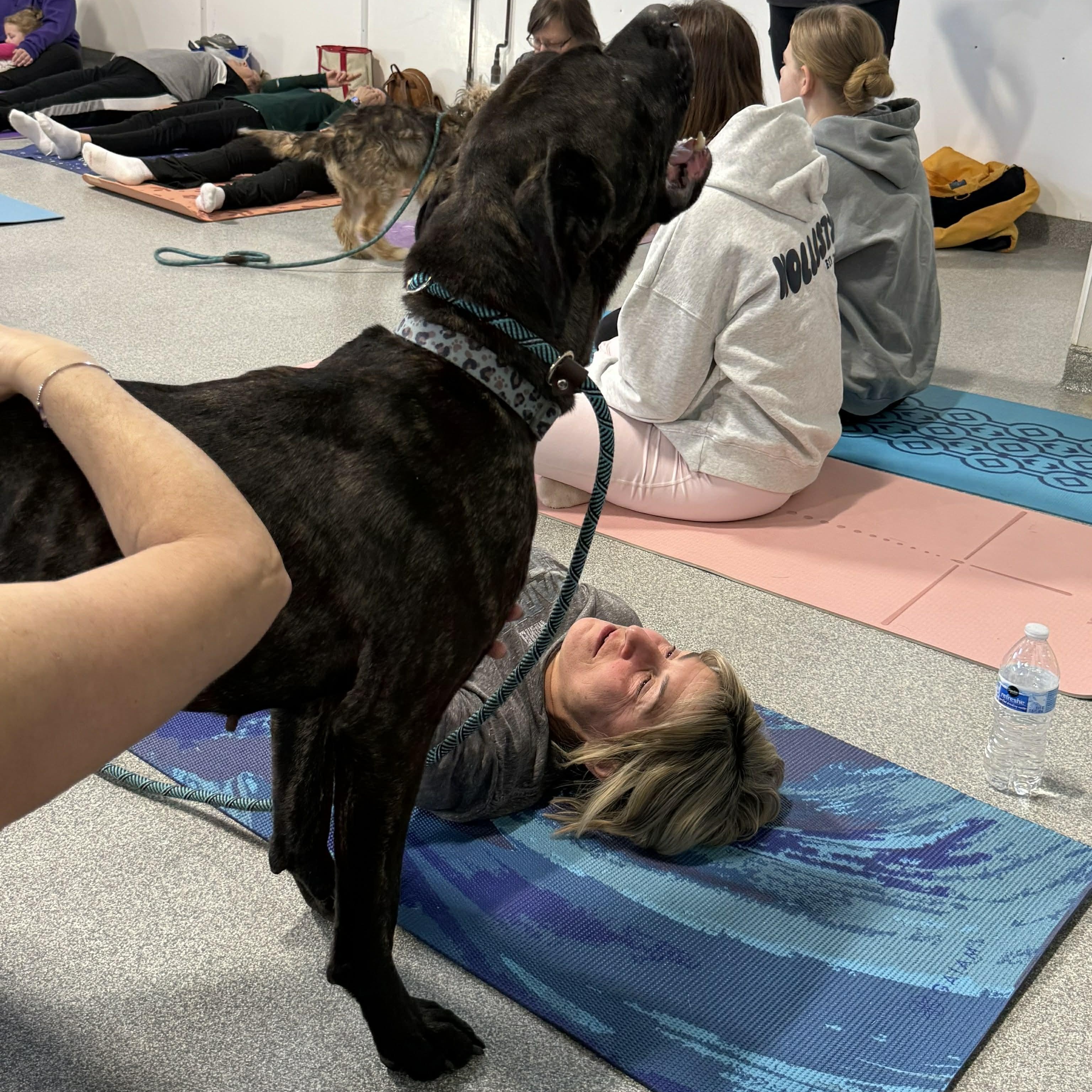 Enlarge Cuddles, a ADOPTABLE mixed breed in Plainfield, IL image 4/6