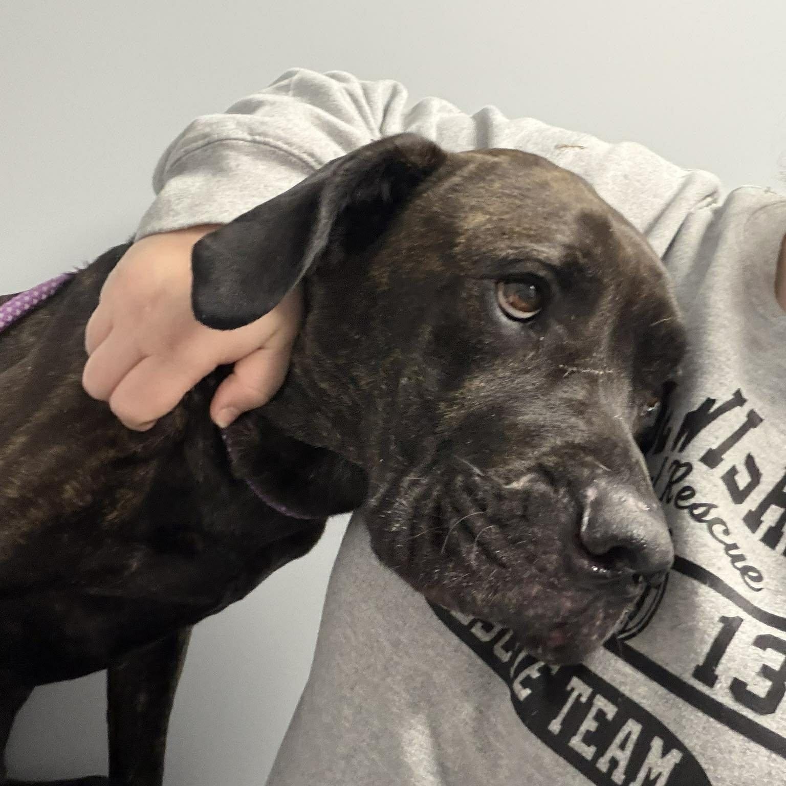 Enlarge Cuddles, a ADOPTABLE mixed breed in Plainfield, IL image 3/6