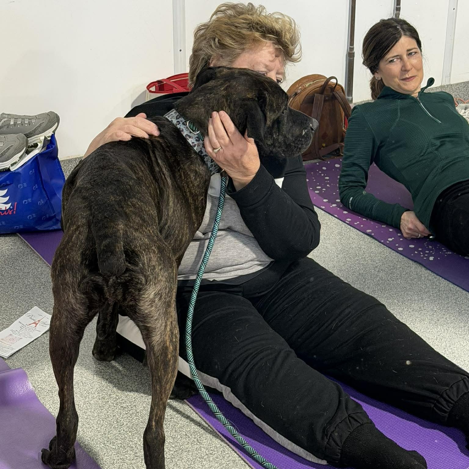 Enlarge Cuddles, a ADOPTABLE mixed breed in Plainfield, IL image 5/6