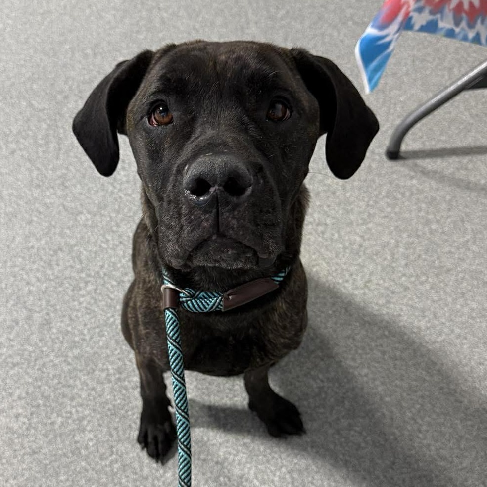 Cuddles, ADOPTABLE, Adult Female Cane Corso & Great Dane.