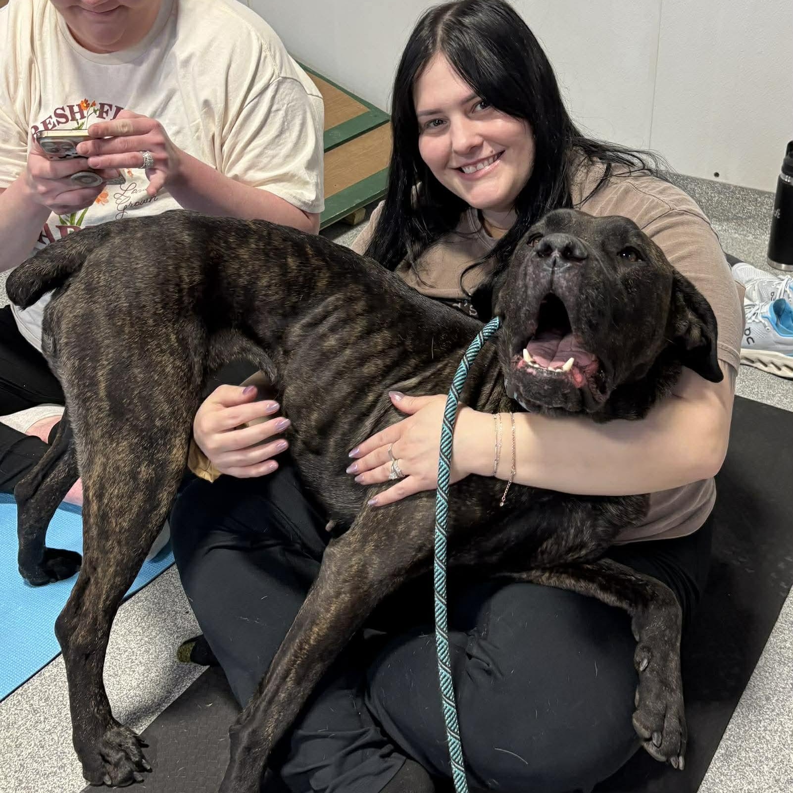 Enlarge Cuddles, a ADOPTABLE mixed breed in Plainfield, IL image 6/6