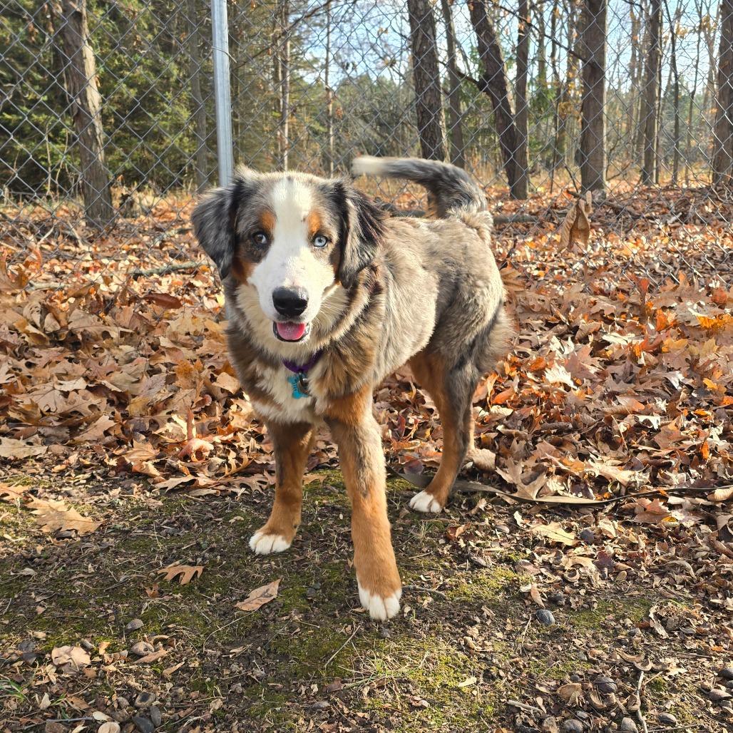 Enlarge Paisley, a Adoptable Mixed Breed in Owosso, MI image 1/6