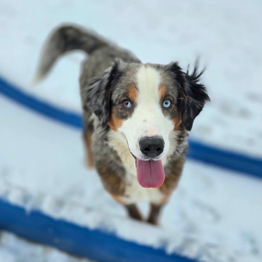 Enlarge Paisley, a Adoptable Mixed Breed in Owosso, MI image 2/6