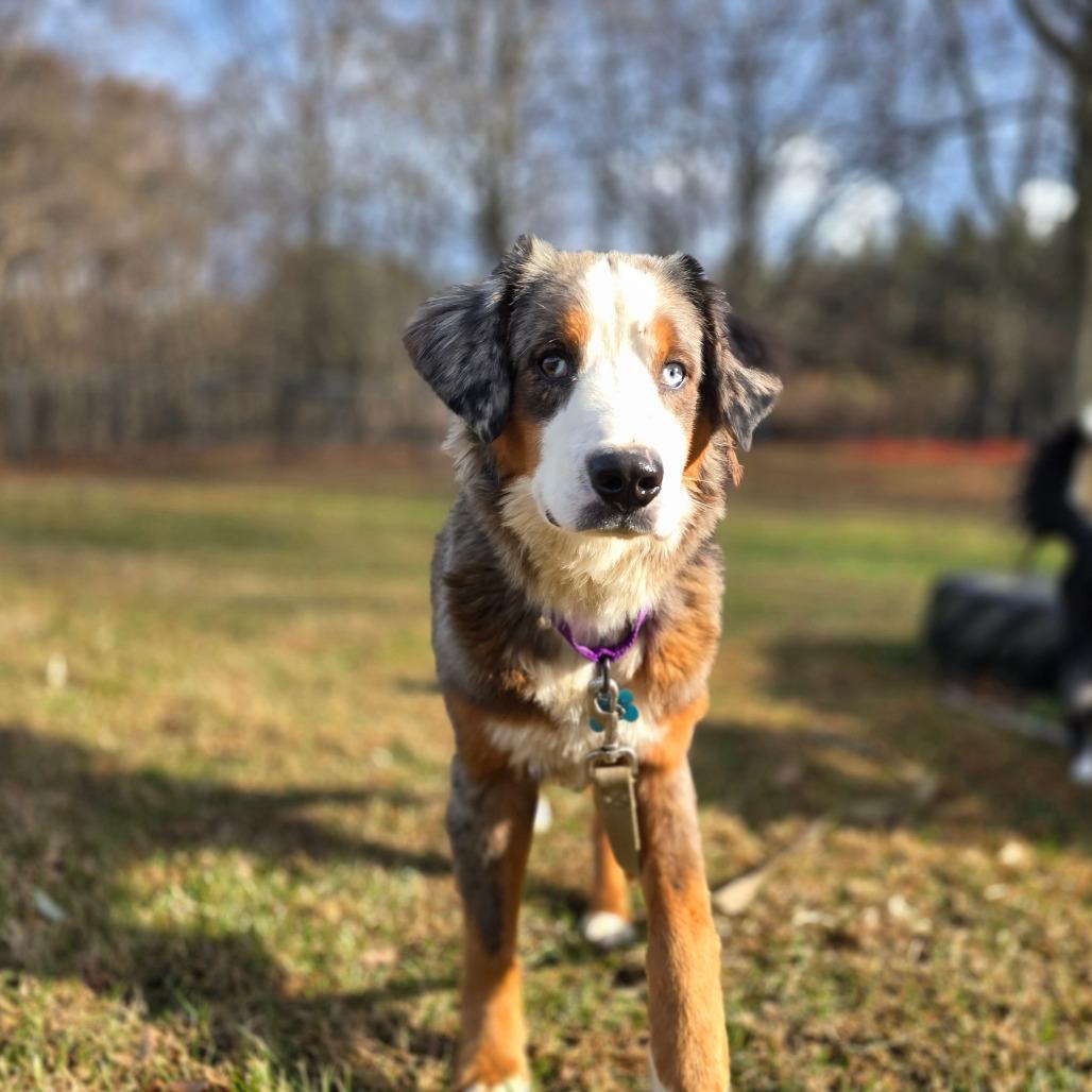 Enlarge Paisley, a Adoptable Mixed Breed in Owosso, MI image 3/6