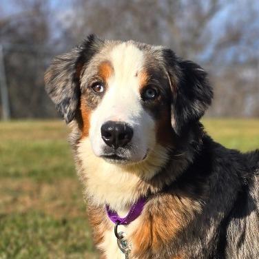Enlarge Paisley, a Adoptable Mixed Breed in Owosso, MI image 4/6