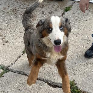 Enlarge Paisley, a Adoptable Mixed Breed in Owosso, MI image 5/6