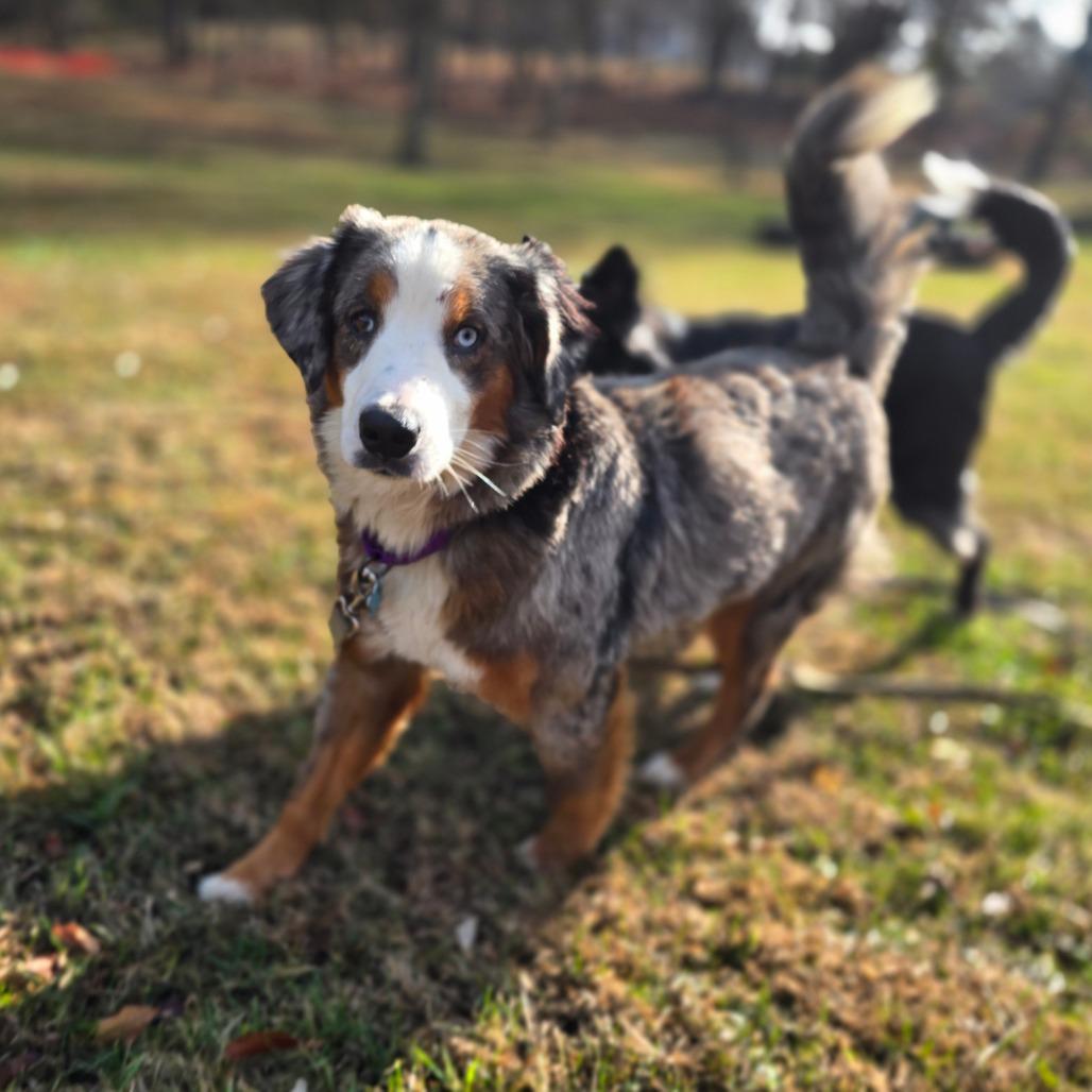 Enlarge Paisley, a Adoptable Mixed Breed in Owosso, MI image 6/6
